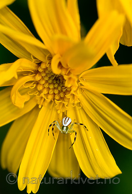 BB 10 0065 / Arnica montana / Solblom